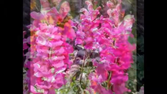 Мои цветочки-Антирринум большой