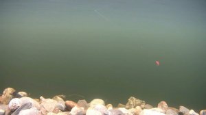 Игра блесны Williams Wabler 21гр. Подводная съемка!