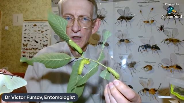 Як розводити нічних метеликів Actias Luna, в домашніх умовах? Experiment At Home, Kyiv, Ukraine.