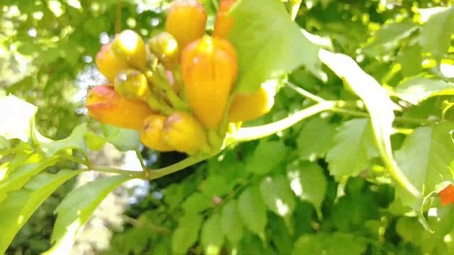 Северный Кавказ Ессентуки санаторий Виктория лето 2021 смотреть онлайн