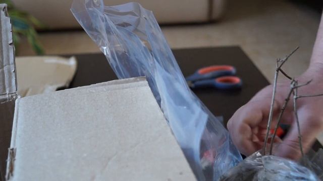 Получила посылку с гортензией Бонфаер и Пиксио. смотреть онлайн