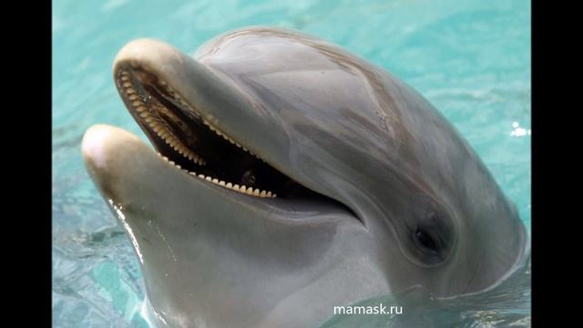 23 июля - Всемирный день китов и дельфинов смотреть онлайн