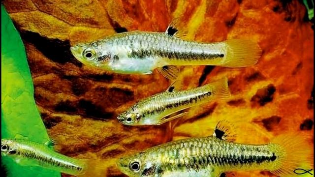 Забытые аквариумные рыбы: Формоза смотреть онлайн