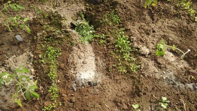 Высадка рассады помидор в грунт Способы посадки рассады. смотреть онлайн