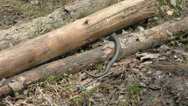 Уж гигант. смотреть онлайн