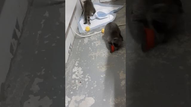 Маленькие ручные енотики ждут своего хозяина смотреть онлайн