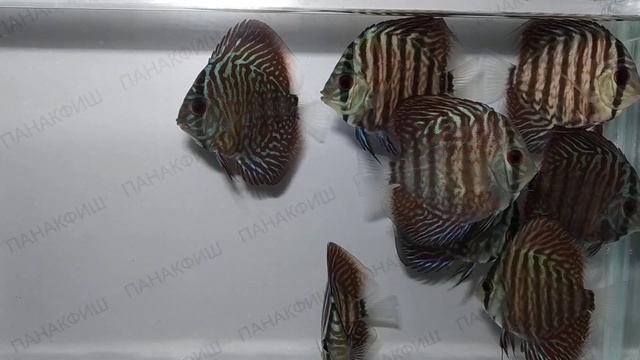 Дискус туркис красный (Symphysodon aequifasciata axelrodi) смотреть онлайн
