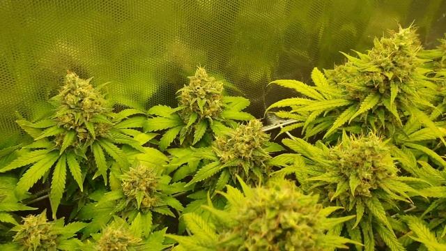Lemon Skunk - Green House Seeds - Lumatek Attis 200W - SCROG - TOPPING #lumatek #marihuana #konopie смотреть онлайн