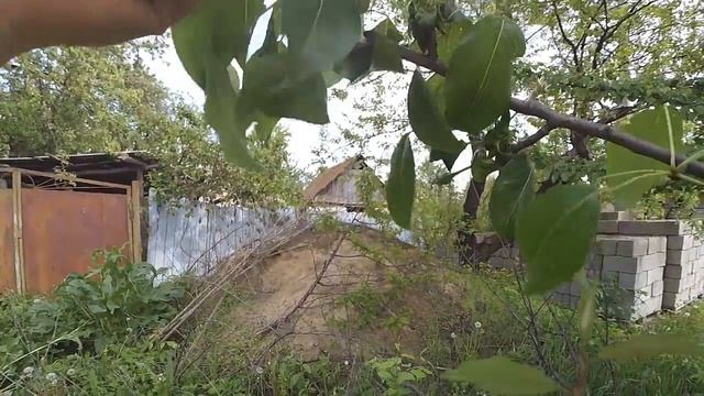 Прививка груши к "дичке". Xiaomi YI смотреть онлайн