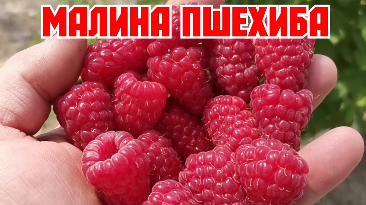 МАЛИНА ПШЕХИБА! ЛУЧШИЕ СОРТА, МИРОВОЙ СЕЛЕКЦИИ!