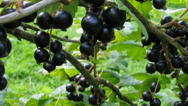 Польза смородины - это нужно знать смотреть онлайн