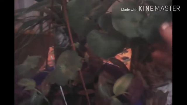 Польза от домашних,комнатных растений и цветов!!!!! смотреть онлайн