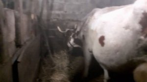 В каком виде давать кукурузу коровам?