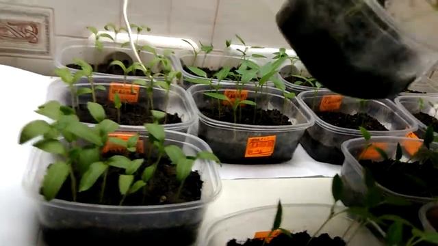 Рассада 2018. Баклажан и перец. 18.02.18. смотреть онлайн