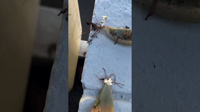 Succulent Plants
Asexual reproduction смотреть онлайн