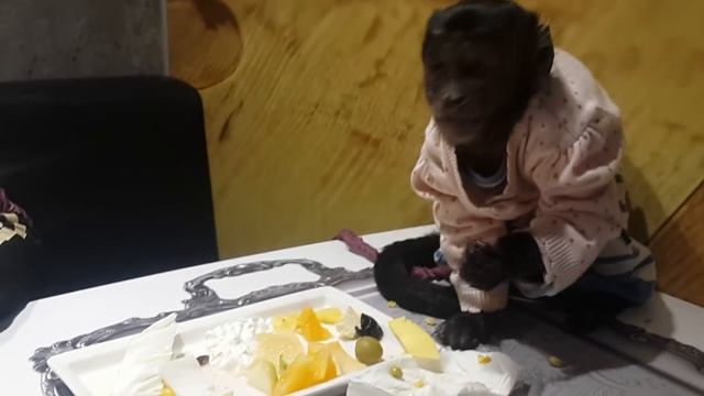 Завтрак обезьянки.Шведский стол.