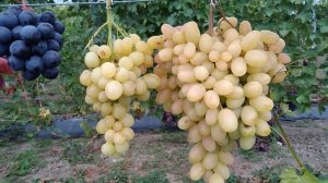 Виноград на 20.08.22г.(Альянс,Эскалибур,Урум,Талдун,Посланник и т.д.)