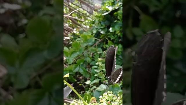 Black and White Beautiful Butterfly ?? #shorts смотреть онлайн