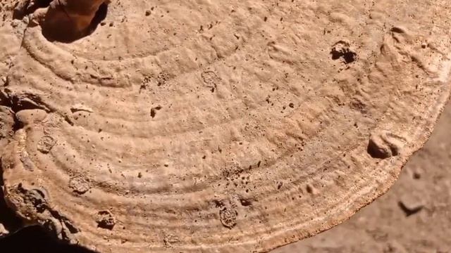 Ganoderma applanatum смотреть онлайн