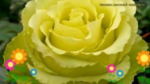 Роза чайно-гибридная Лимбо. Краткий обзор, описание характеристик, где купить саженцы