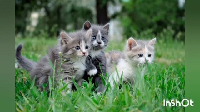 Слухання української народної колискової"Котику сіренький" смотреть онлайн