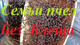 Пчелосемьи без клеща Варроа.Результат наблюдений.Эксперименты над КУ. смотреть онлайн