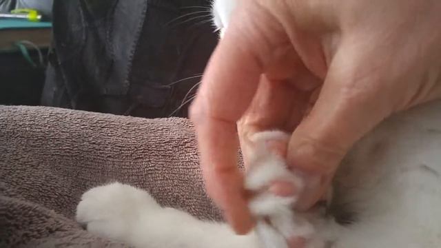 Почему кот грызёт ногти ??? смотреть онлайн