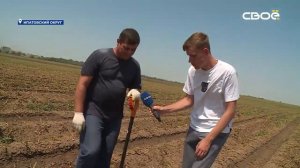 Стартовала уборка ранних сортов картофеля на Ставрополье