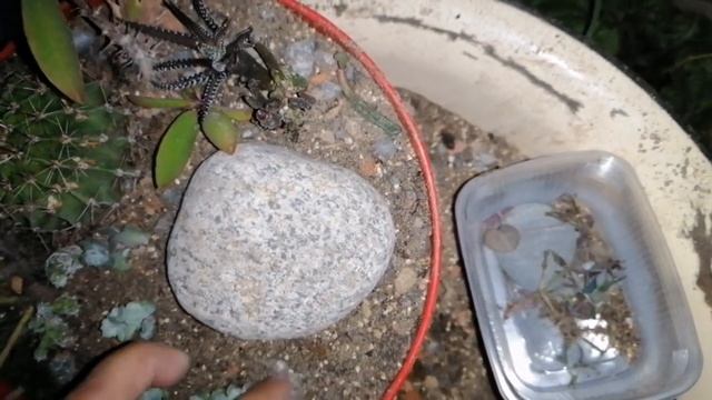 Комнатные цветы. Сажаю ещё суккулентные садики) смотреть онлайн