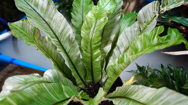Bird's Nest Fern Repot & Update || How I Grows Bird's Nest Ferns смотреть онлайн