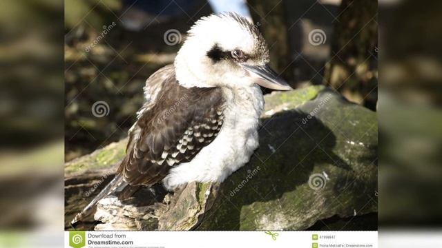 В австралийском городе завели 4метровую кукабару смотреть онлайн