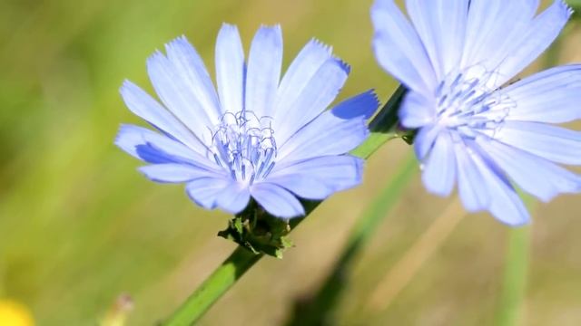 Числа Фибоначчи, удивительная закономерность. смотреть онлайн