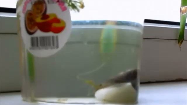 Домашний двустворчатый моллюск смотреть онлайн