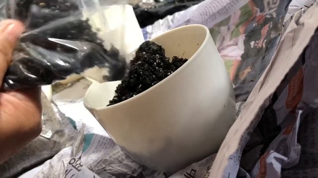 Ficus Altissima cuttings into soil смотреть онлайн