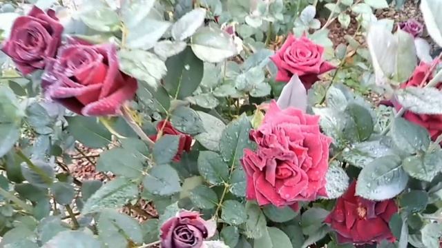 Роза Блэк Баккара. Black Bakkara rose. Черная роза. Октябрь 2020. После дождя смотреть онлайн