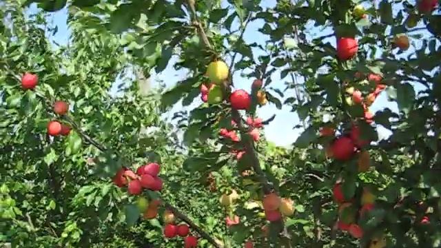 СЛИВА СКОРОСПЕЛКА . ЯГОДЫ В НАШЕМ САДУ .