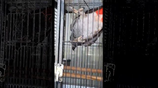 Поболтать с хозяйкой???Запросто... смотреть онлайн