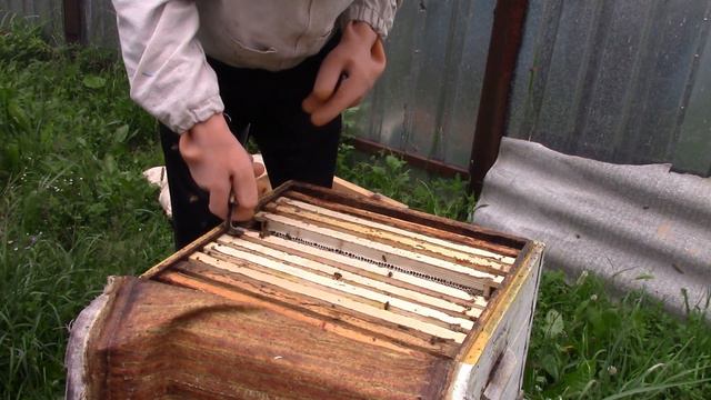 Стоит ли выбраковывать прошлогодних маток? смотреть онлайн