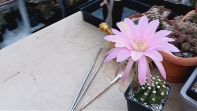 Цветение эхинопсисов. смотреть онлайн