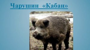 Кабан//Е.И.Чарушин