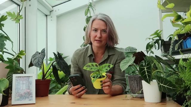 Советы по уходу за новыми растениями в доме / Причины стресса растений / Профилактика болезней смотреть онлайн