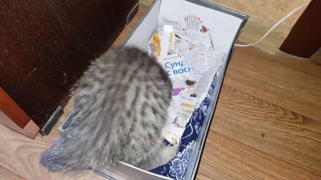 Вислоухий котенок играет с ногой смотреть онлайн