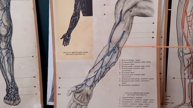 Поверхневі вени кінцівок ЗДМК ua смотреть онлайн