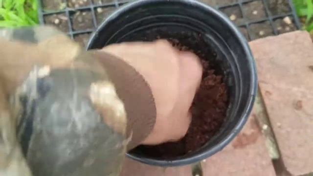Planting bareroot hardy kiwi (issai) смотреть онлайн