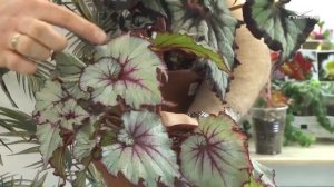 Бегония декоративнолиственная. Удачные заметки