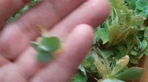 Аквариумное растение Пистия.Водяной салат.