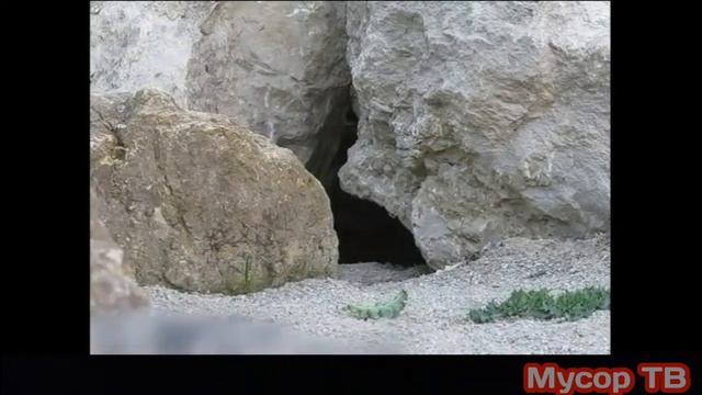 [ОРИГИНАЛ] [ПРОИСХОЖДЕНИЕ МЕМА] Один манул два манула... | Мусор ТВ смотреть онлайн