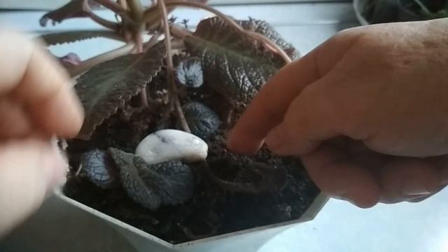 Эписция Розовая пантера- размножение и уход. // Episcia Pink Panther-breeding and care.// смотреть онлайн