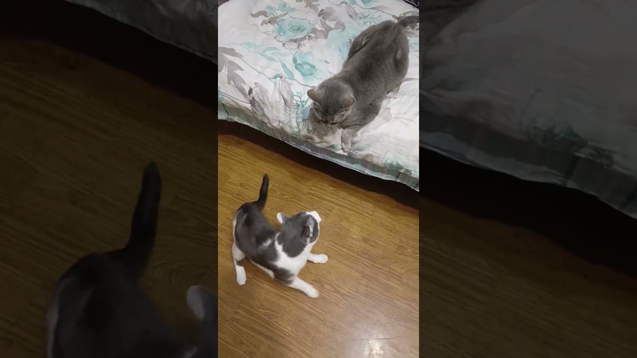 Махаться будешь со мной?#мурзик #кот #лайк #питомец #кошка #котики #приколы #игра #котывоители смотреть онлайн