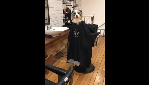 Пёс хочет новую стрижку смотреть онлайн